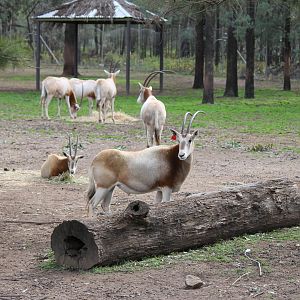 Scimitar-horned Oryx