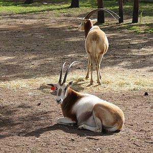 Scimitar-horned Oryx