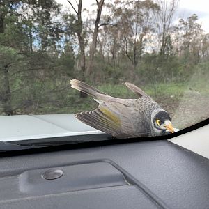 Pesky Noisy Miner