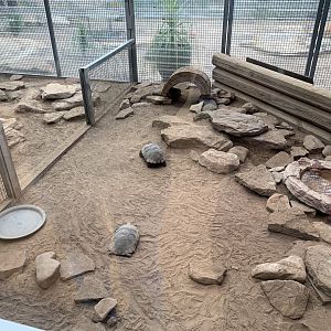 Galapagos Tortoise Nursery