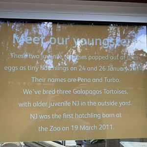 Galapagos Tortoise Sign