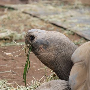 Galapagos Tortoise