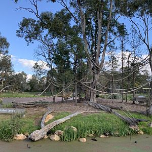 Ring-tailed Lemur Island