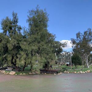 Black-handed Spider Monkey Island