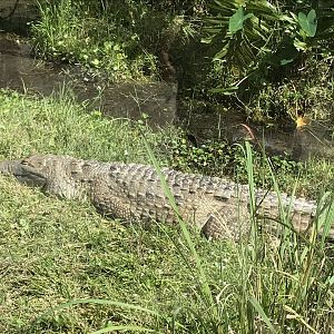 Orinoco Crocodile (Crocodylus intermedius)