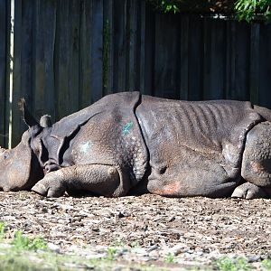 My last pictures of Indian rhinoceros Johanna not long before her death (2020-06-12)