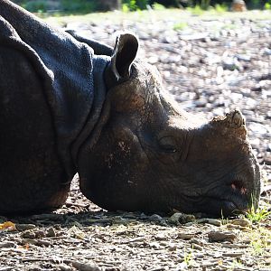 My last pictures of Indian rhinoceros Johanna not long before her death (2020-06-12)