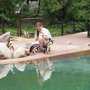 Outdoor Penguin Exhibit