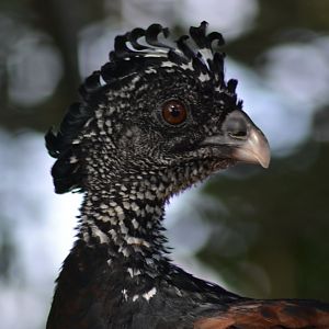 Northern Curassow - Crax rubra rubra