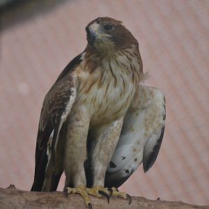 Booted eagle - Hieraeetus pennatus