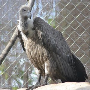 African White-backed Vulture - Gyps africanus