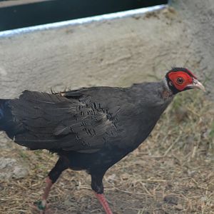 Siamese Fireback - Lophura diardi