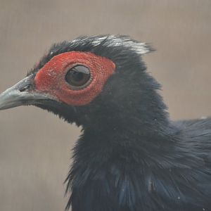 Vietnamese Pheasant - Lophura edwardsi var. hatinhensis