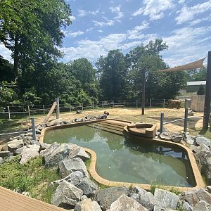 African Elephant Lower Yard