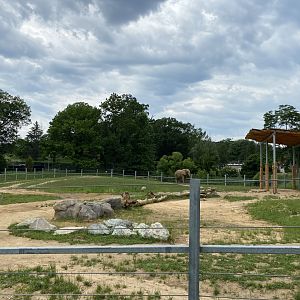 African Elephant Upper Yard