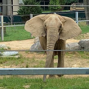 The Maryland Zoo’s breeding male Tuffy 6/27/2020