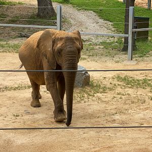 The Maryland Zoo’s breeding female Lil Felix 6/27/2020