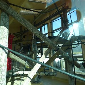 Siamang Indoor Enclosure