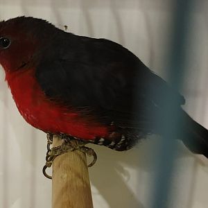 Western bluebill - female