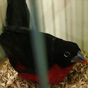 Western bluebill - male