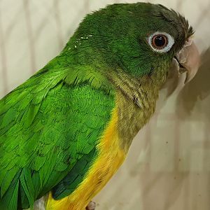Caatinga parakeet ( aka Cactus parakeet )