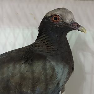 White-crowned pigeon