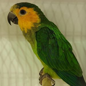 Brown-throated parakeet