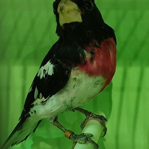 Rose-breasted grosbeak - male