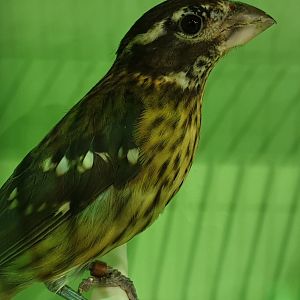 Rose-breasted grosbeak - female