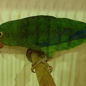 Cobalt-winged parakeet