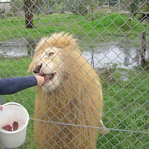 White Lion Encounter (2013)