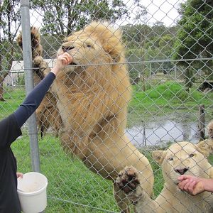 White Lion Encounter (2013)