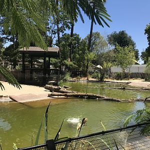 American Alligator Exhibit