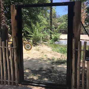 New Glass Viewing at the Alligator Exhibit