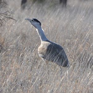 Australian bustard