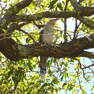 Immature channel-billed cuckoo