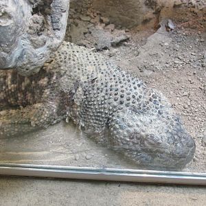 mexican beaded lizard