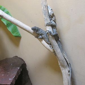 mexican spiny tailed iguanas