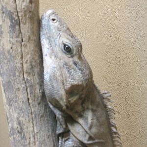MEXICAN SPINY TAILED IGUANA