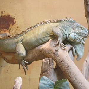 GREEN IGUANA
