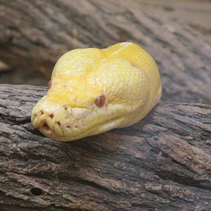 BURMESE PYTHON