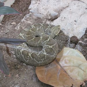MEXICAN WEST COAST RATTLESNAKE