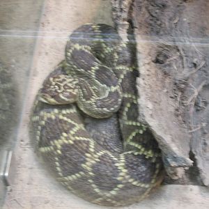 BLACK TAILED RATTLESNAKE