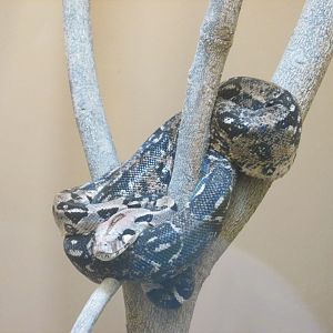 MEXICAN BOA CONSTRICTOR