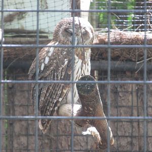 MOTTLED OWL