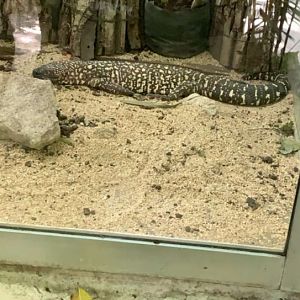 May 2019 - Mexican beaded lizard