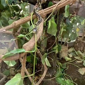 May 2019 - Tiger rat snake