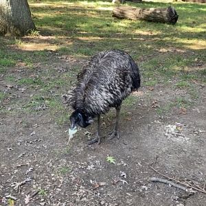 Oct. 2019 - Emu