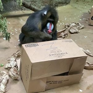 Oct. 2019 - Mandrill