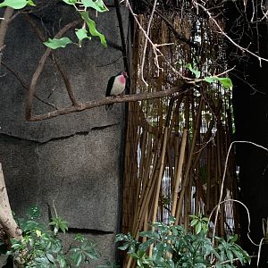 Mar. 2020 - Jambu fruit dove